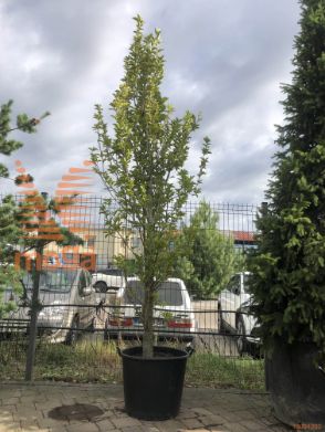 japonska magnolija "Isis"