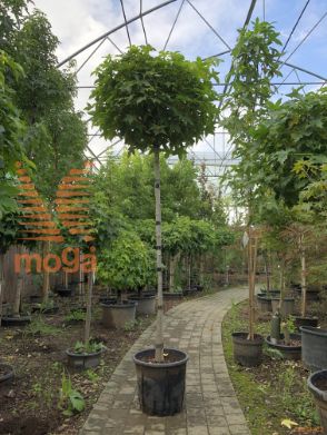 Liquidambar styraciflua "Gum Ball" |8/10|3/4 stem|C