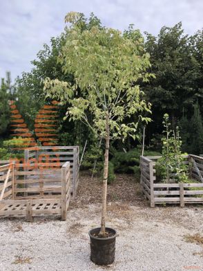 Acer negundo "Flamingo" |Half standard|C20