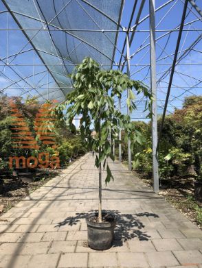 Prunus yedoensis "Ivensii" |Half standard|C