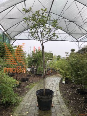 Aronia prunifolia "Viking" |Half standard|C12