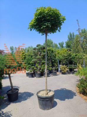 Acer platanoides "Globosum" |16/18|High standard|C