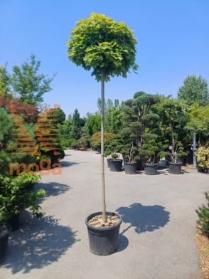 Acer platanoides "Globosum" |12/14|High standard|C
