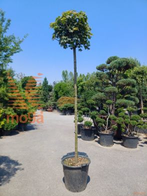 Acer platanoides "Globosum" |14/16|High standard|C