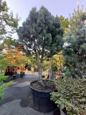 Pinus mugo "Columnaris" |250-300|1/4 stem|C