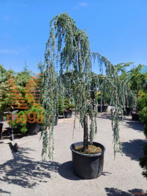 Cedrus atlantica "Glauca Pendula" |400-450|25/30|C