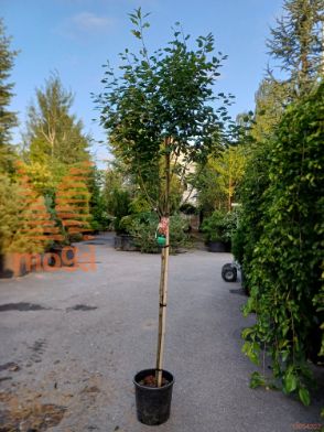 Amelanchier arborea "Robin Hill" |Half standard|C18