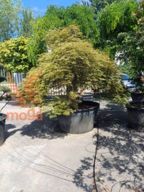 Acer palmatum "Dissectum Ornatum" |35/40|Half standard|FI:250-300|soliter|C
