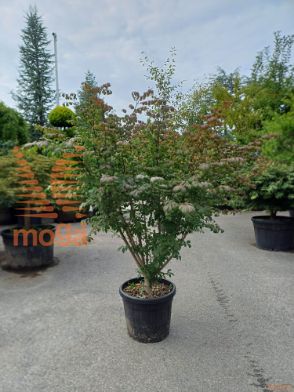 Euonymus alatus "Compactus" |125-150|Multi stem|C