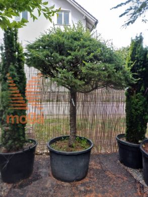 Cedrus atlantica |Half standard|FI:125-150|Shaped|C45x45x40