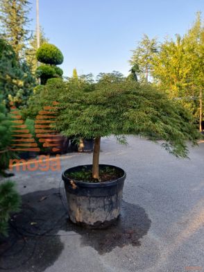 Acer palmatum "Dissectum Viridis" |25/30|1/4 stem|FI:200-250|C