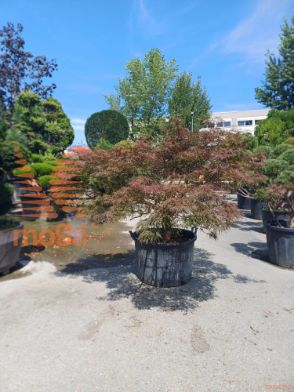 Acer palmatum "Dissectum Nigrum" |20/25|1/4 stem|FI:175-200|soliter|C
