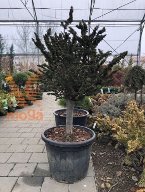 Chamaecyparis obtusa "Chirimen" |1/4 stem|FI:40-60|C
