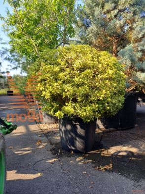 Osmanthus heterophyllus "Goshiki" ® |100-125|FI:100-125|Ball|C