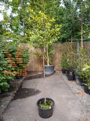 Michelia yunnanensis "Gail's Favourite" |Half standard|C