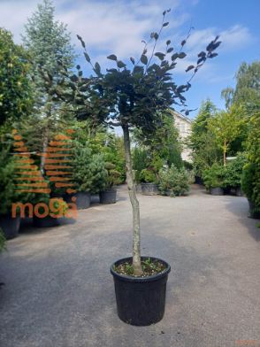 Fagus sylvatica "Purpurea Pendula" |16/18|3/4 stem|C