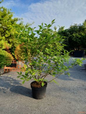 japonska lepoplodka "Leucocarpa"