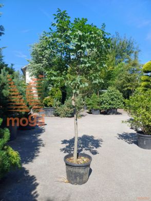 Fraxinus ornus "Meczek" |14/16|Half standard|C