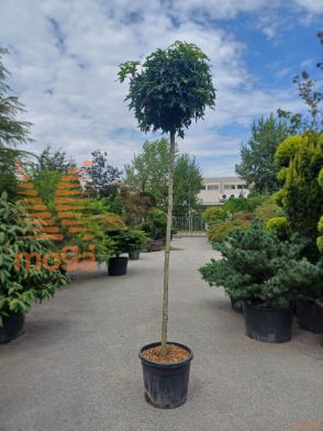 Liquidambar styraciflua "Gum Ball" |12/14|High standard|C
