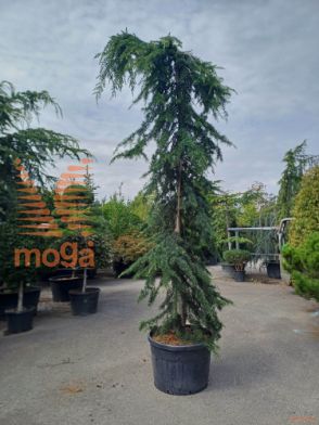 Cedrus deodara "Pendula" |350-400|C
