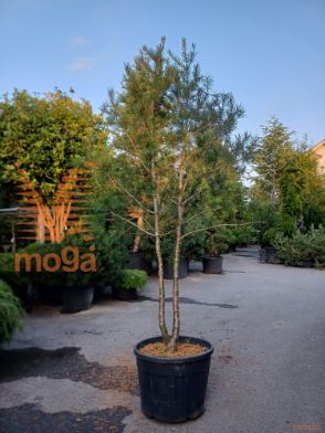 Pinus bungeana |250-300|Multi stem|C