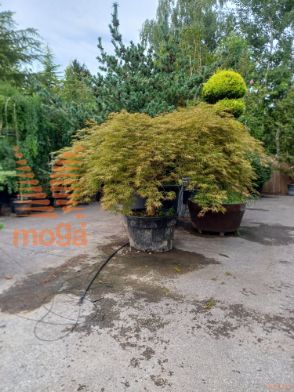 Acer palmatum "Dissectum Ornatum" |25/30|1/4 stem|FI:250-300|soliter|C