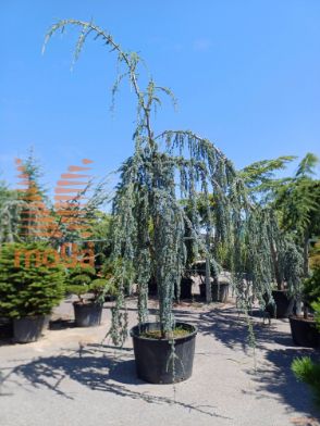 Cedrus atlantica "Glauca Pendula" |400-450|30/35|extra|C