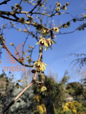 Chimonanthus praecox |350-400|večdebelno|C180