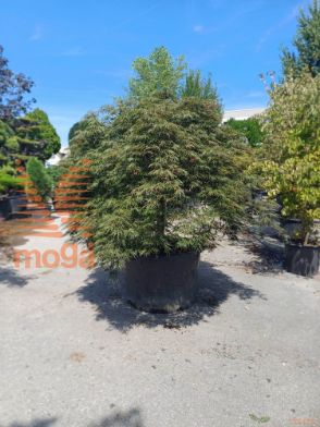 Acer palmatum "Dissectum Atropurpureum" |175-200|1/4 stem|FI:200-250|soliter|C