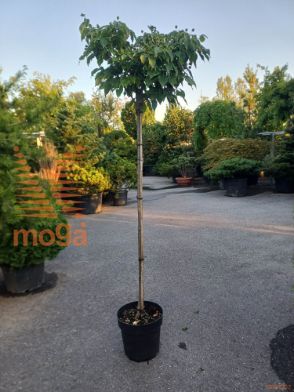 Cornus kousa "Schmetterling" |3/4 stem|C