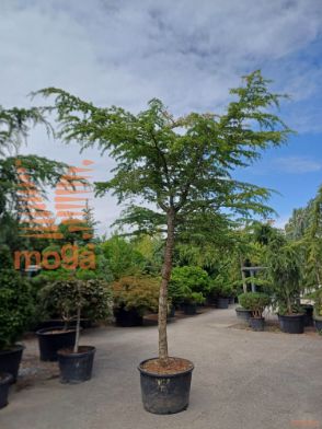 Cedrus deodara "Pendula" |400+|C100