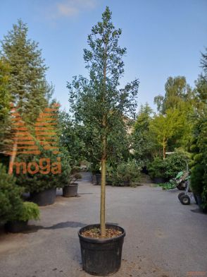 Ilex aquifolium |20/25|3/4 stem|C