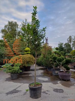 Prunus laurocerasus "Novita" |14/16|3/4 stem|C