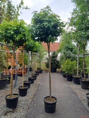 Liquidambar styraciflua "Gum Ball" |10/12|High standard|C