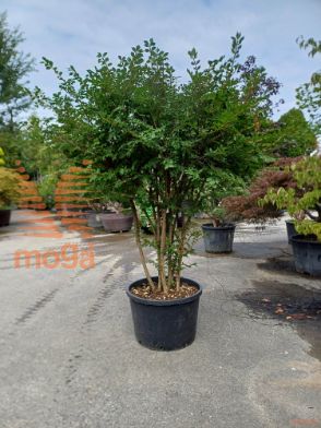 Euonymus alatus |150-175|Multi stem|C