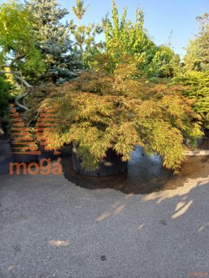 Acer palmatum "Dissectum Garnet" |30/35|1/4 stem|FI:250-300|soliter|C