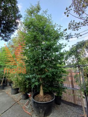 Nyssa sylvatica |500-600|Multi stem|C