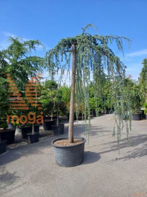 Cedrus atlantica "Glauca Pendula" |35/40|High standard|C