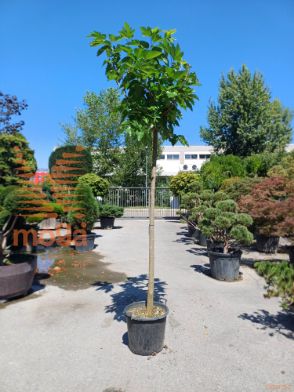 bela murva "Fruitless"