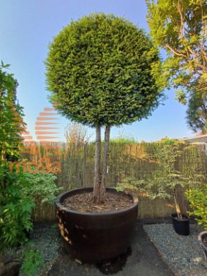 Taxus baccata |3/4 stem|FI:220|Circle|C/JUMBO1250