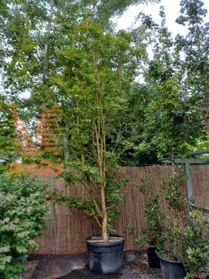 Lagerstroemia indica |450-500|Multi stem|C
