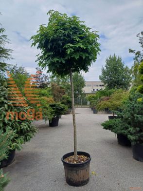 Liquidambar styraciflua "Gum Ball" |14/16|High standard|C
