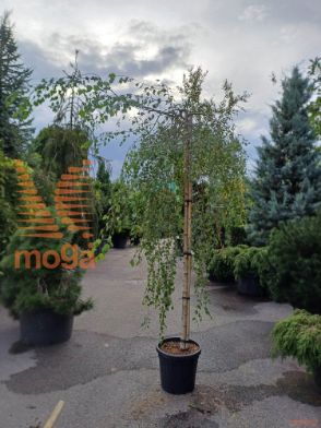 Betula pendula "Youngii" |14/16|High standard|C