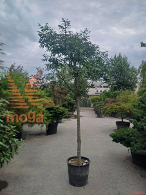 Fraxinus ornus "Meczek" |18/20|3/4 stem|C50