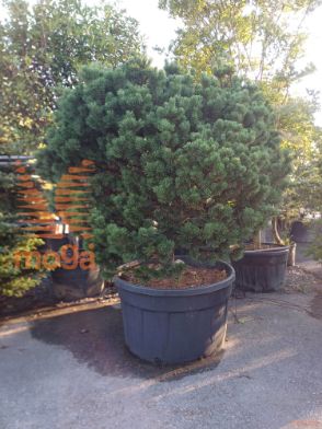 Pinus mugo "Mops" |150-175|1/4 stem|FI:175-200|extra|C