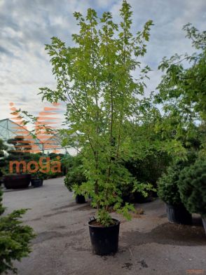 Acer saccharinum |300-350|Multi stem|C
