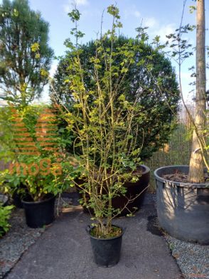 Acer campestre |200-250|Multi stem|C