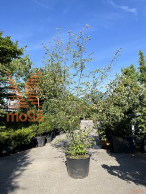 Amelanchier lamarckii |250-300|Multi stem|C