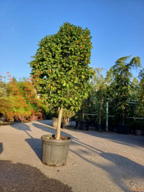 Carpinus betulus "Monumentalis" |14/16|1/4 stem|C