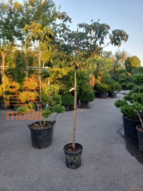 Cornus kousa "Milky Way" |3/4 stem|C